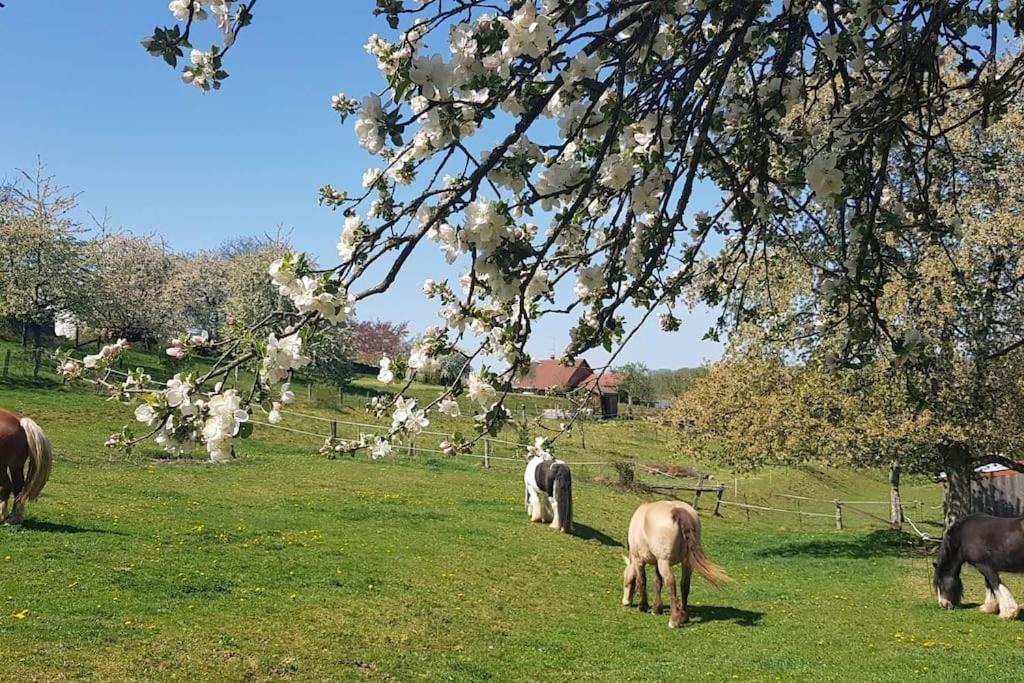 Les Vergers D'Epona "Fremifontaine Vosges" Exterior photo